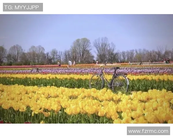 花花绕后探秘花海之旅感受自然之美与心灵的交融